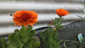 花により、癒される。 画像3