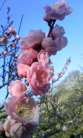 不要不急 画像1