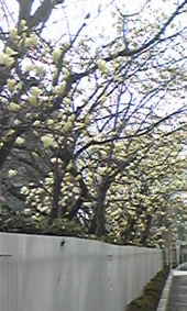 ヘイポーの1日 画像1