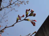 桜まつり2011、開催！！！ 画像2