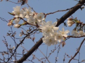 ＊桜まつり2011＊　なかなか見つからず。 画像2