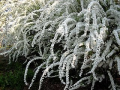 雪柳