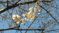 桜♪