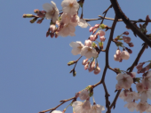 ＊桜まつり2011＊　はじまりの桜。 画像2