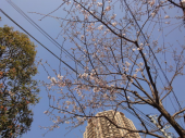 ＊桜まつり2011＊　はじまりの桜。 画像3