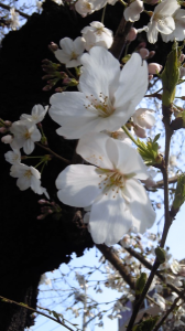 ＊桜まつり2011＊　昼下がりの桜。 画像2