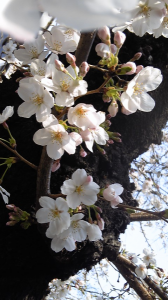 ＊桜まつり2011＊　昼下がりの桜。 画像3