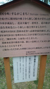 チャリ花見週間。東海道最終日。 画像2