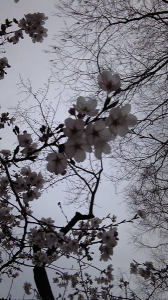 ＊桜まつり2011＊　花冷え。 画像1