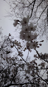 ＊桜まつり2011＊　花冷え。 画像2