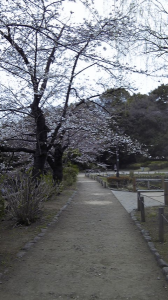 ＊桜まつり2011＊　花冷え。 画像3