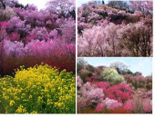 花見山　・・・♪ 画像1