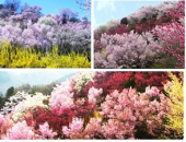 花見山　・・・♪ 画像2