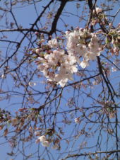 ＊桜まつり2011＊　桜からのエール。 画像2