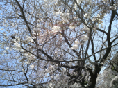☆cherryblossom!☆ 画像1