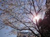 ＊桜まつり2011＊　お稲荷さんの桜。 画像2