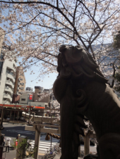 ＊桜まつり2011＊　お稲荷さんの桜。 画像3