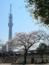 満開♪そして再起動 画像1