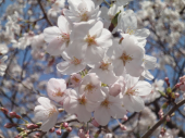 ＊桜まつり2011＊　かんぽの桜。 画像1