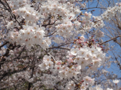 ＊桜まつり2011＊　かんぽの桜。 画像2