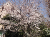 ＊桜まつり2011＊　かんぽの桜。 画像3