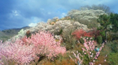 揚げ天・・・ 画像2