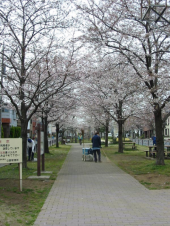 今日もサクラ 画像1