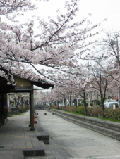 今日もサクラ 画像2