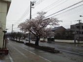 桜咲いてた♪ 画像1