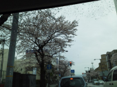 桜咲いてた♪ 画像2