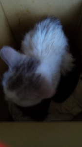 難民（猫）受け入れ？ 画像1