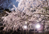 今日は花祭 画像1