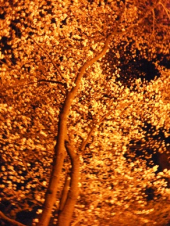 今日は花祭 画像2