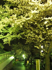 今日は花祭 画像3