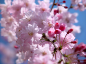 桜が満開 画像2