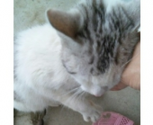 お名前募集～σ(=^‥^=) ミィ? 画像3