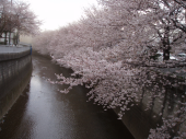 お花見ＲＵＮ 画像1