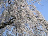 春　　 画像1