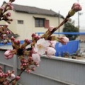 希望の桜　・・・♪