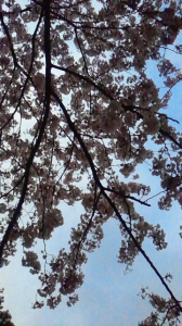 ヘイポーの1日 画像2