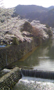 京都の桜