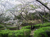 お花見 画像2