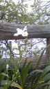 お花見