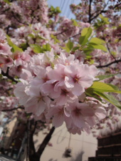 ＊桜まつり2011＊　ありがとうの桜。 画像1