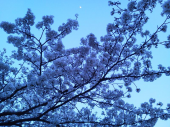 花よりビール･･･ 画像3