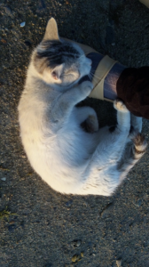意地悪な… 画像2