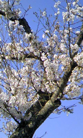 桜 画像1