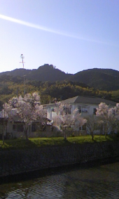 桜 画像2