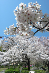 まだまだきれい♪ 画像1