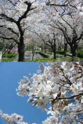 まだまだきれい♪ 画像2